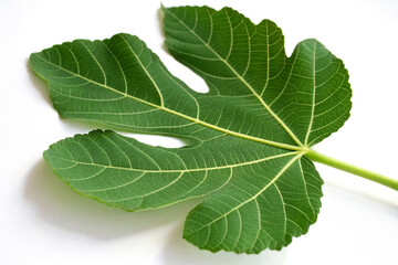 A single fig leaf in sharp focus