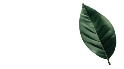 Single Dark Green Leaf Isolated On A White Background, PNG Transparent