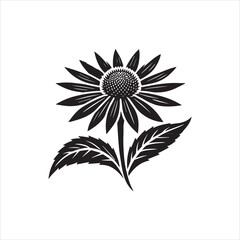 black and white flower isolated