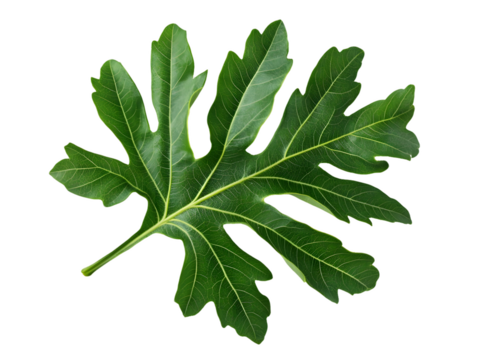 Single Dark Green Leaf with Prominent Veins Isolated On A White Background, PNG Transparent