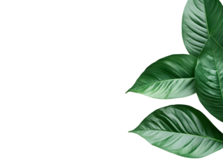Three Dark Green Leaves Isolated On A White Background, PNG Transparent