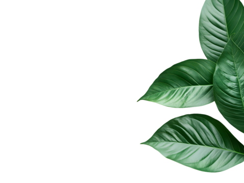 Three Dark Green Leaves Isolated On A White Background, PNG Transparent