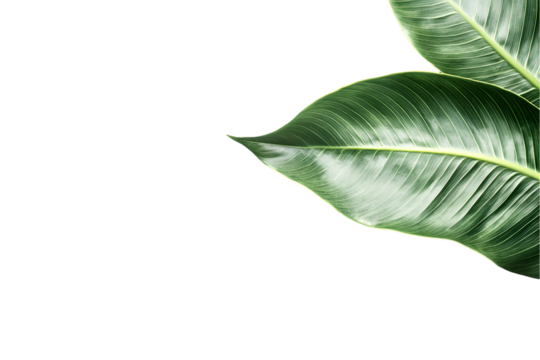 Two Green Leaves Isolated On A White Background, PNG Transparent