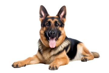 brown german shepherd dog isolated on white