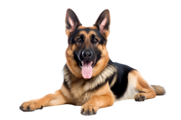 brown german shepherd dog isolated on white