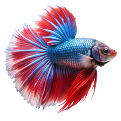 Fototapeta premium Betta fish isolated on transparent background