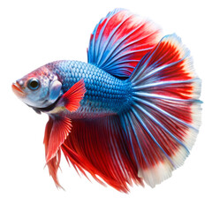 Fototapeta premium Betta fish isolated on transparent background