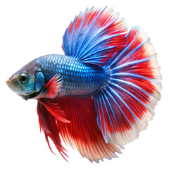 Betta fish isolated on transparent background