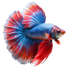 Fototapeta premium Betta fish isolated on transparent background