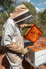 Beekeeper checking beehive with monitoring tool.