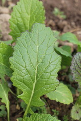 Red Giant Mustard or Brassica Juncea green leaves and plants 