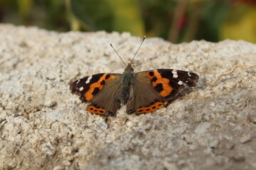 The Indian red admiral butterfly