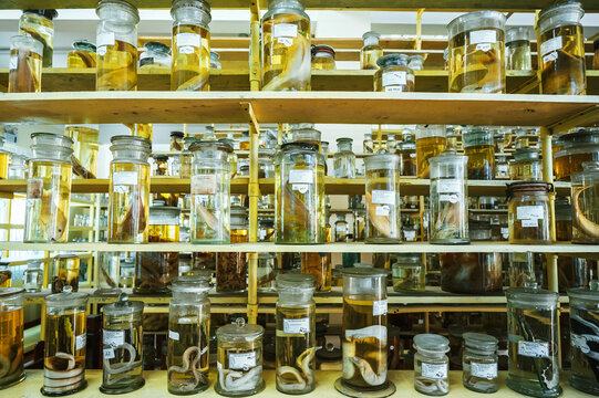 flasks and test tubes with samples of living organisms in formaldehyde on the shelf of a scientific secret biochemical laboratory