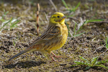 The yellowhammer (Emberiza citrinella) in the grass