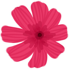 pink daisy