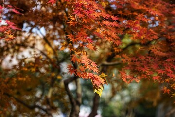 The fiery red, warm and sad maple leaves in Shanghai Park