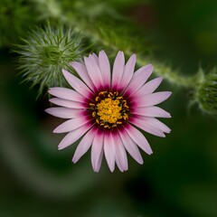 Beautiful composition of delicate spring flowers in a white ceramic bowl on a gray background