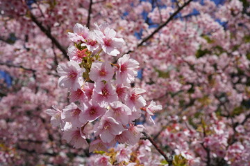 Full bloom of pink cherry blossom