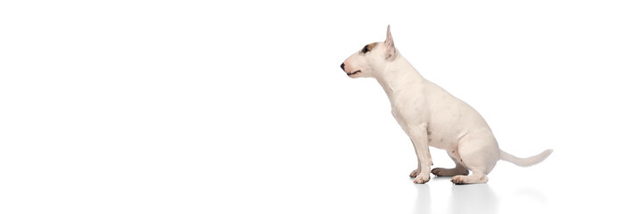 Banner. Side vie of cute, purebred English Bullterrier sitting looking at distance against white studio background with negative space to insert text . Concept of veterinary, grooming services.