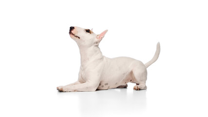 Charming little purebred English Bullterrier lying and playfully looking upward against white studio background. Concept of pet lovers, veterinary and grooming services for domestic animals.