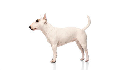 Charming pet, purebred, white with spots miniature English Bullterrier standing confidently against white studio background. Concept of veterinary and grooming services for domestic animals.