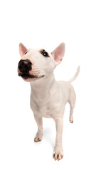 Cute and funny, purebred white miniature English Bullterrier looking at camera against white studio background. Wide angle. Concept of veterinary and grooming services for domestic animals.