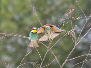 Fototapete bei efototapeten.de bestellen   