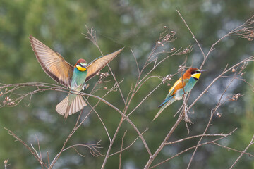 Fototapete bei efototapeten.de bestellen   
