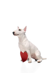 Portrait of cute purebred English bullterrier posing sitting with card in shape of heart against white studio background. Love. Concept of pet lovers, veterinary and grooming services for animals.
