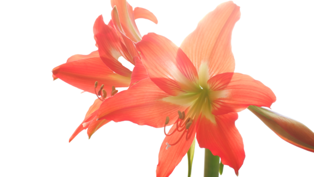 Hippeastrum