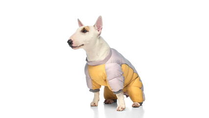 Portrait of purebred miniature English bullterrier calmly sitting dressed stylish jacket against white studio background. Concept of fashion for pets, veterinary and grooming services.
