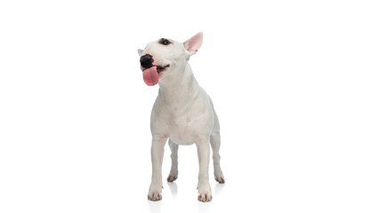 Naklejka premium Portrait of Miniature Bull Terrier with attentive expression against white studio background. Dog stands with ears perked and tongue slightly extended. Concept of canine food veterinary and grooming