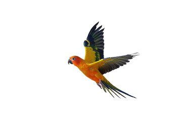 Colorful flying Sun Conure parrot isolated on transparent background png file