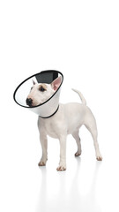 White Miniature Bull Terrier with black nose and spots wears clear plastic cone collaragainst white studio background. Concept of pet lovers, veterinary and grooming services for domestic animals.