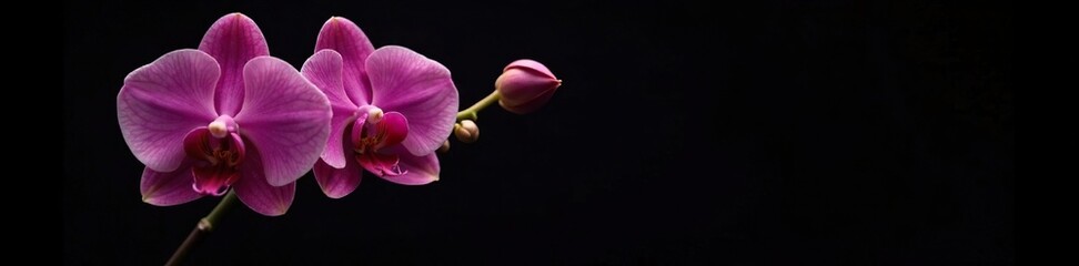 Obraz premium Black background with a blooming pink orchid stem, nature, plant