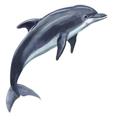 dolphin jumping 