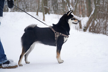 A cute young black Shiba Inu dog in a brown leather collar among snow park against winter landscape.
