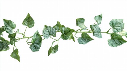Natural leaf on white background