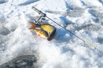 Ice fishing, copy space image, of fish on ice, winter activities and hobbies