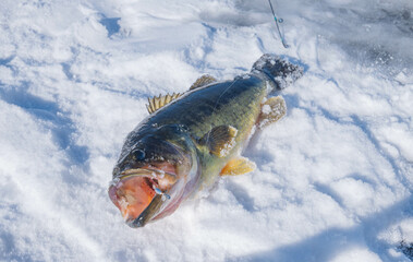 Ice fishing, copy space image, of fish on ice, winter activities and hobbies