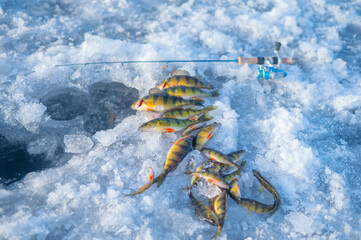 Ice fishing, copy space image, of fish on ice, winter activities and hobbies, nice catch great fishing for food.