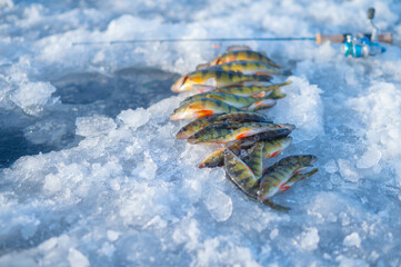 Ice fishing, copy space image, of fish on ice, winter activities and hobbies, nice catch great fishing for food.