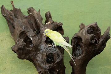 A parakeet is resting on a dry tree trunk. This beautifully colored bird has the scientific name Melopsittacus undulatus.