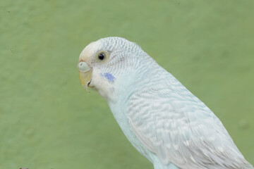 A parakeet is resting on a dry tree trunk. This beautifully colored bird has the scientific name Melopsittacus undulatus.