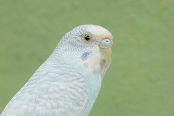 A parakeet is resting on a dry tree trunk. This beautifully colored bird has the scientific name Melopsittacus undulatus.