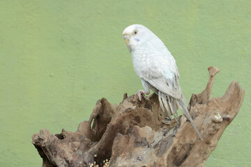 A parakeet is resting on a dry tree trunk. This beautifully colored bird has the scientific name Melopsittacus undulatus.