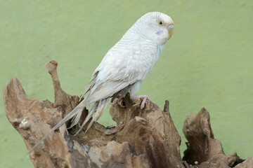 A parakeet is resting on a dry tree trunk. This beautifully colored bird has the scientific name Melopsittacus undulatus.
