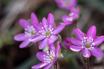 春の花