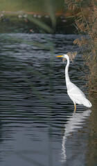 Cranes are a type of large bird with long legs and necks