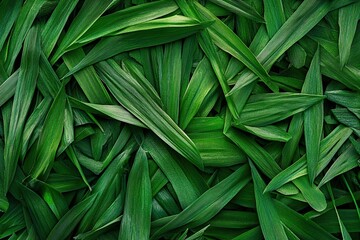 Fototapeta premium Green grass texture. Field of green grass, lawn in spring. Background of colored grass. Close-up of a freshly mowed lawn, park. Sports turf. close up. top view.